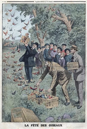 Illustration of fete of birds from Le Petit Journal.  1913
