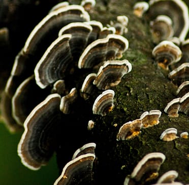 Mushrooms by Hülya Tokur